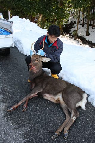 5319sika.jpg