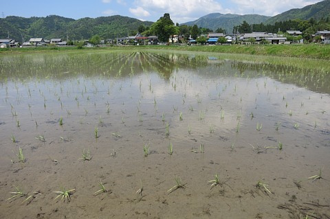 taue0435.jpg